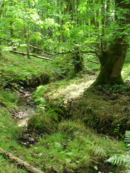 Sep 2013: 3A Aldernbridge Gully